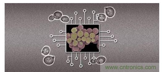 酵母菌(中)就像電子組件般的互連在一起，只不過這些細(xì)胞并非透過電線交流，而是經(jīng)由僅能以適當(dāng)接受器注入細(xì)胞的化學(xué)藥物進(jìn)行互動(dòng)。