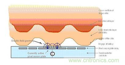 黑客竟能從手指照片復(fù)制指紋，指紋識(shí)別還安全嗎？
