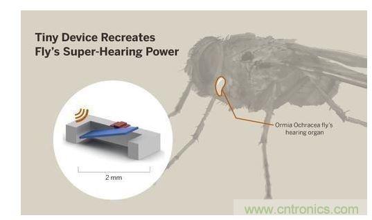顯示研究人員們經(jīng)由這種寄生蠅的聲音處理機制啟發(fā)，開發(fā)出一款低功耗的麥克風(fēng)組件。