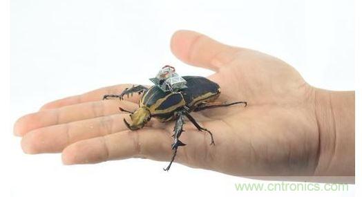 研究人員觀察手中的花甲蟲及其背包等細節(jié)。