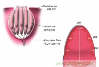仿生傳感器的定義、原理、分類及應(yīng)用