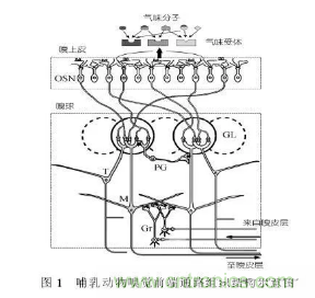仿生傳感器的定義、原理、分類及應(yīng)用
