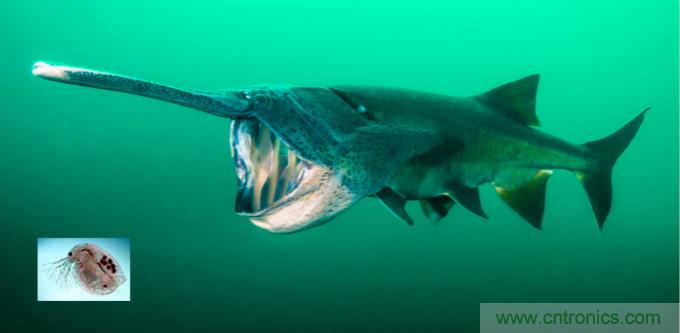 檢測不到信號，是加點(diǎn)噪聲？還是濾除噪聲？