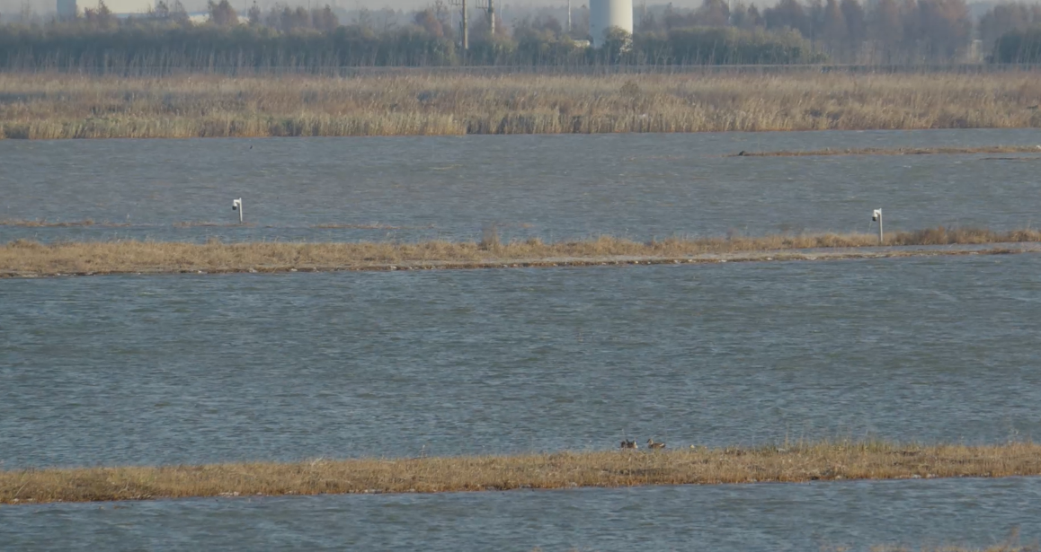 世界濕地日：?？低晹y手一個地球自然基金會，在上海守護這個重要“驛站”
