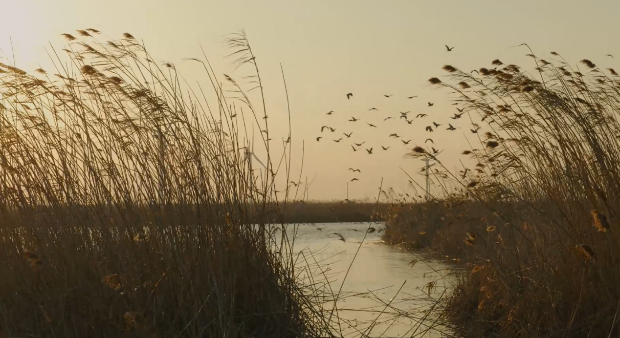 世界濕地日：?？低晹y手一個地球自然基金會，在上海守護這個重要“驛站”
