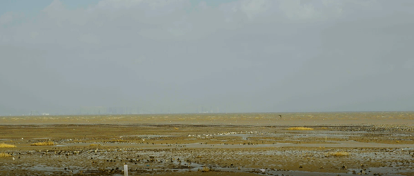 世界濕地日：?？低晹y手一個地球自然基金會，在上海守護這個重要“驛站”