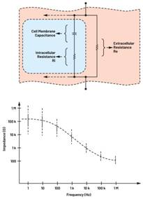  圖3.人體皮膚的三種主要RC分層模型：(a) Tregear、(b) Lykken、(c) Montague